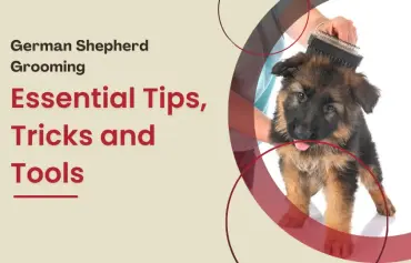 Grooming a German Shepard: A Guide by the Professionals